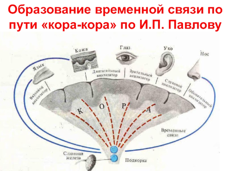 Образование временных связей