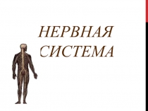 Нервная система