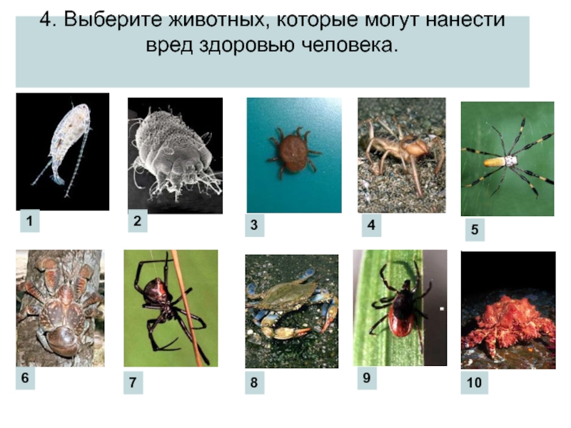 Среди представленных животных выберите то которое. Членистоногие насекомые. Паразитические Членистоногие. Насекомые паразиты Членистоногие. Членистоногие животные примеры.