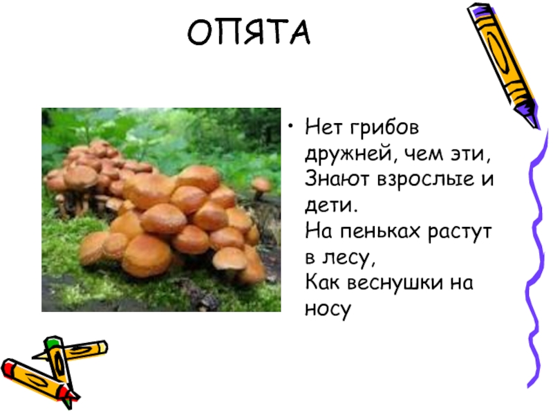 ОПЯТАНет грибов дружней, чем эти,  Знают взрослые и дети.  На пеньках растут в лесу,