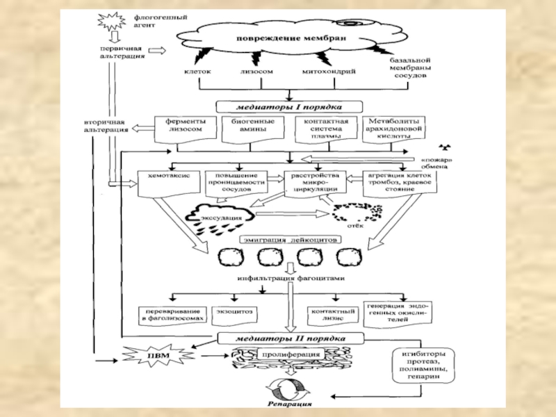 Рассмотрите схему воспалительного процесса