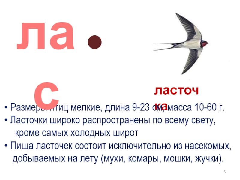 Ребус свет. Ласточка Размеры птицы. Ласточка 1 класс. Ласточка габариты. Пять ласточек.