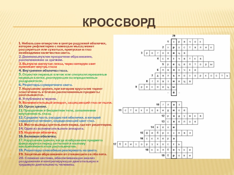 Кроссворд артерии