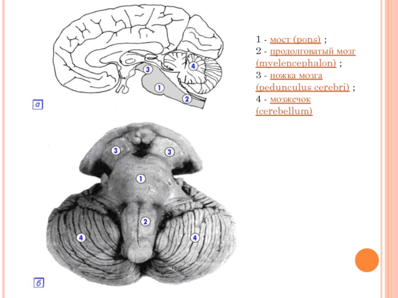 1 - мост (pons) ;2 - продолговатый мозг (myelencephalon) ;3 - ножка мозга (pedunculus cerebri) ;4 - мозжечок (cerebellum) 