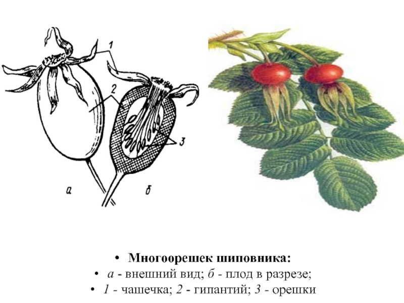 Способность растений завязывать плоды без опыления как показанный на рисунке плод огурца называется
