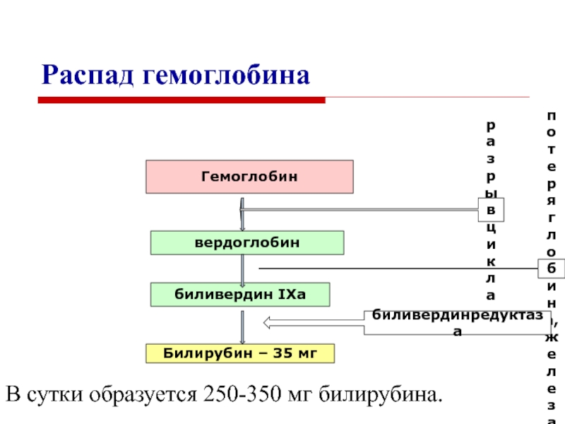 Схема распада гемоглобина