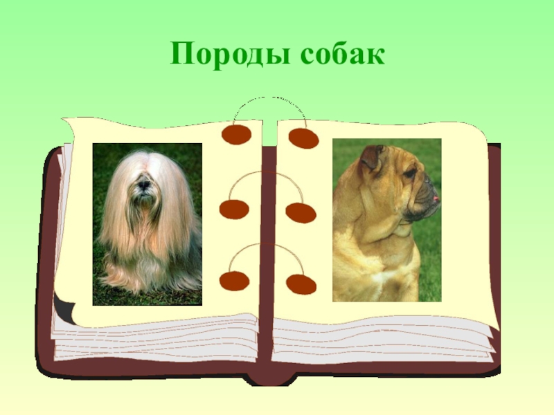 Презентация собаки. Проект породы собак. Собака для презентации. Проект на тему породы собак. Породы собак слайд.