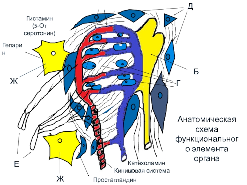 Элементы органов. Схема функциональных элементов. Схема функционального элемента органов. Функциональный элемент органа физиология. Патофизиология периферического кровообращения и микроциркуляции.