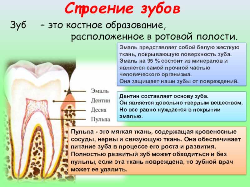 Образование полости. Строение зубной эмали. Строение эмали зуба. Эмаль зуба строение зуба. Костная структура зуба.