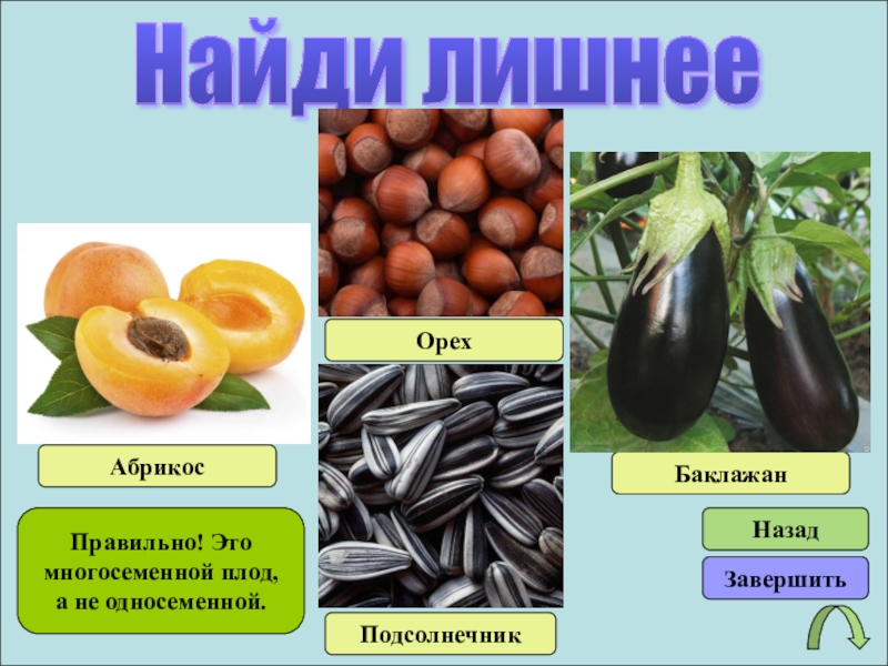 Какой из перечисленных плодов является многосеменным. Баклажан название плода. Баклажан сочный или сухой плод. Баклажан сочный плод. Типы плодов баклажан.