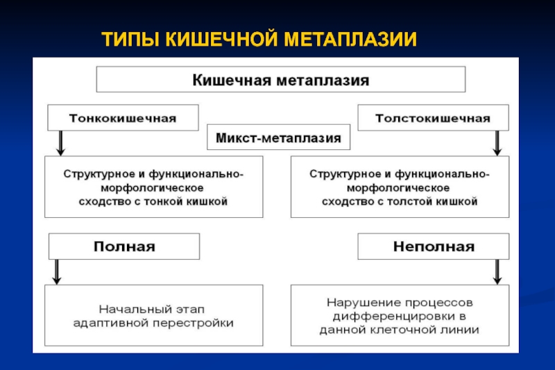 Кишечная метаплазия желудка. Виды метаплазии. Кишечная метаплазия классификация. Виды кишечной метаплазии. Толстокишечная и тонкокишечная метаплазия.