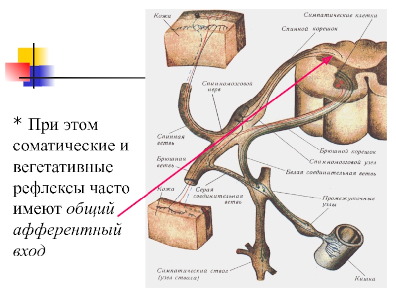 Вегетативные рефлексы. Вегетативные рефлексы ствола. Рефлексы вегетативной нервной системы. Афферентное звено вегетативных рефлексов.