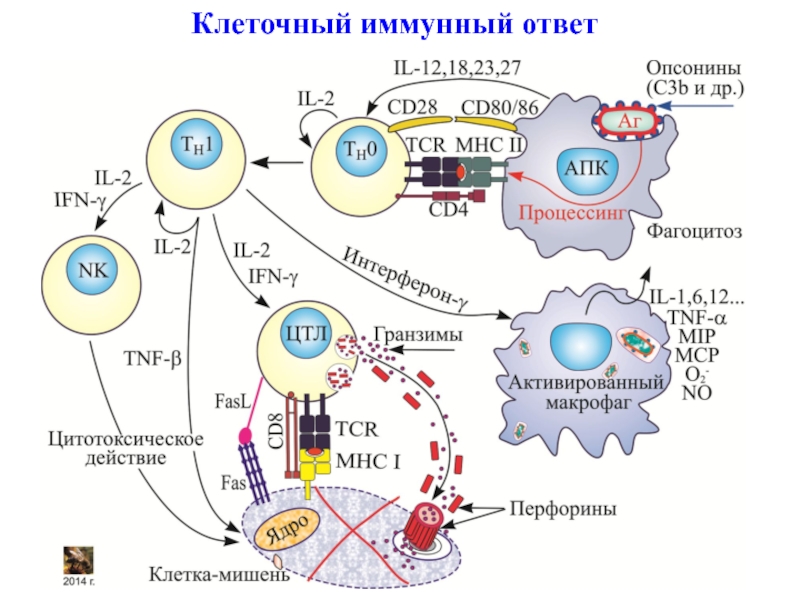 Презентация клеточный иммунный ответ