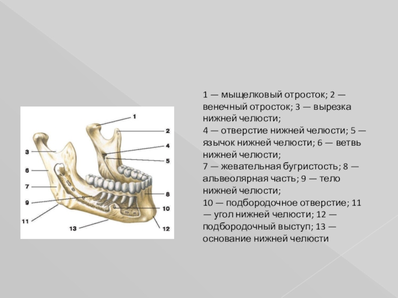 Нижняя челюсть имеет отростки. Мыщелкрвые отпосток нижней челюсьи. Мыщелкый отросток нижечелюсти. Мыщелковый отросток нижней челюсти. Мыщелковыйотросток ничжней челюсти.