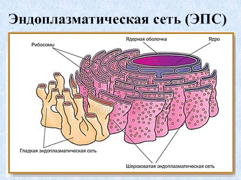 Эпс картинка егэ