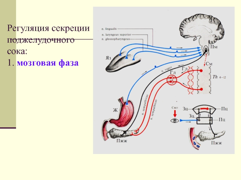 Регуляция секреции. Фазы панкреатической секреции физиология. Регуляция желудочного сокоотделения физиология. Регуляция желудочной секреции физиология. Регуляция панкреатической секреции физиология.