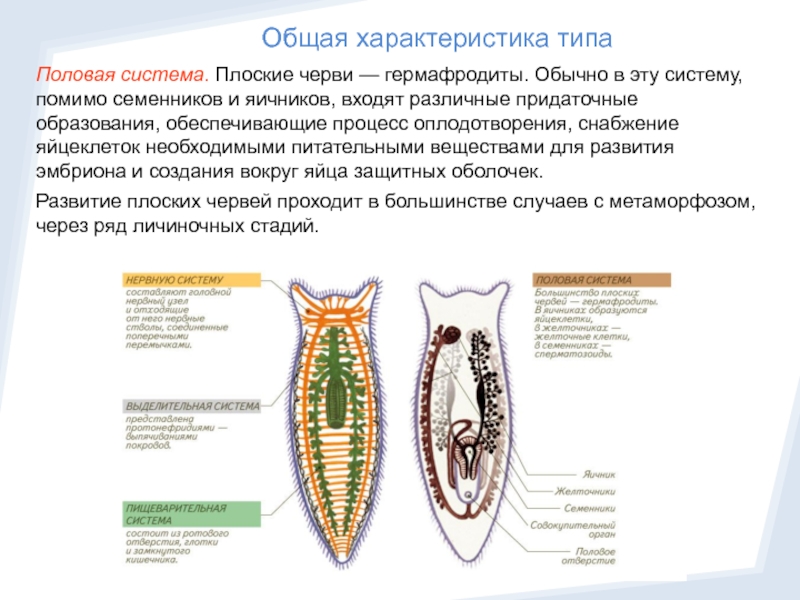 Схема строения половой системы плоских червей