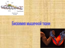 Биохимия мышечной ткани 
