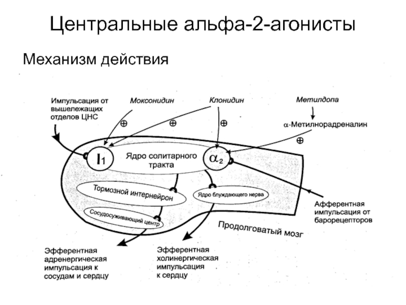 Центральное действие. Альфа 2 адренорецепторы агонисты. Агонисты центральных Альфа 2 адренорецепторов. Альфа 2 адренорецепторы центральные механизм. Агонисты Альфа 2 адренорецепторов показания.