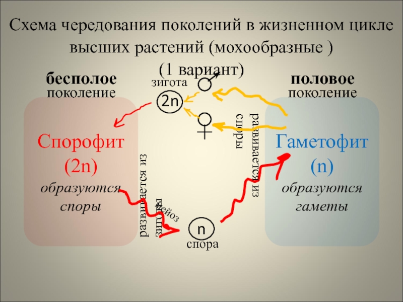 Чередование поколений в жизненном цикле растений. Чередование поколений у высших растений. Схема чередования поколений у растений. Чередование поколений характерно для.