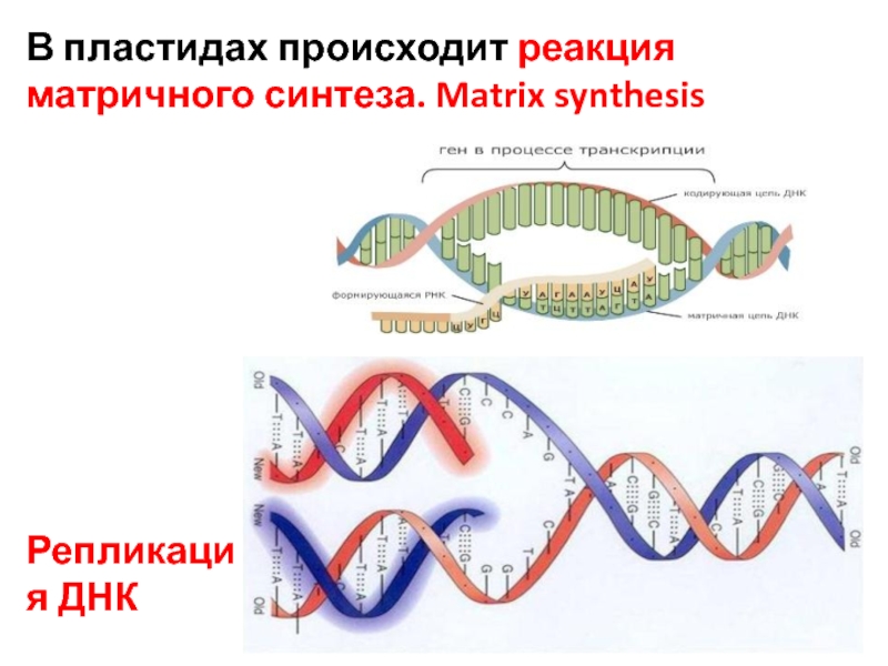 Матричные синтезы виды