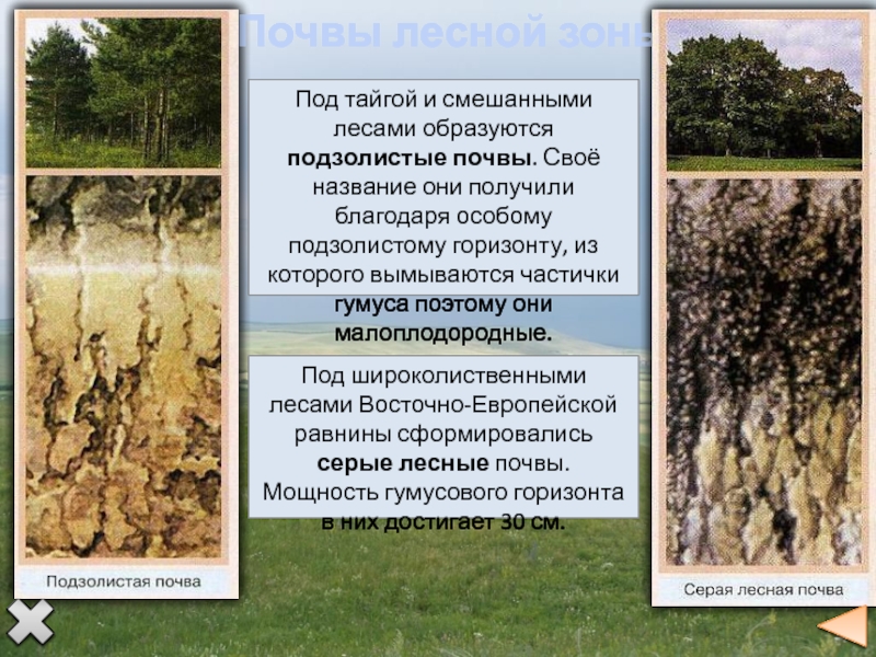 Широколиственные леса Восточно-европейской равнины почвы. Серые Лесные почвы разрез. Серые Лесные почвы природная зона. Типы почв характерны для смешанных лесов