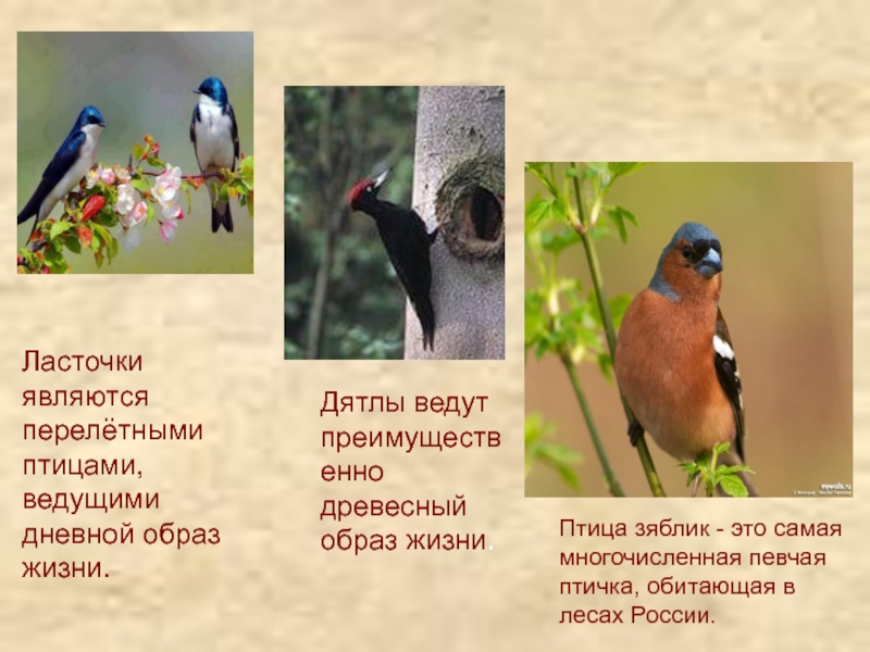 Преудивительная у нас водится птичка основная мысль. Птицы обитающие в Москве. Птица обитающая в сосновых лесах. Какие птицы обитают в Германии. Птицы обитающие в Калифорнии.