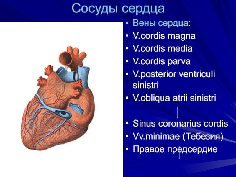 Cordis латынь. Sinus coronarius (венечный синус). Сосуды сердца.