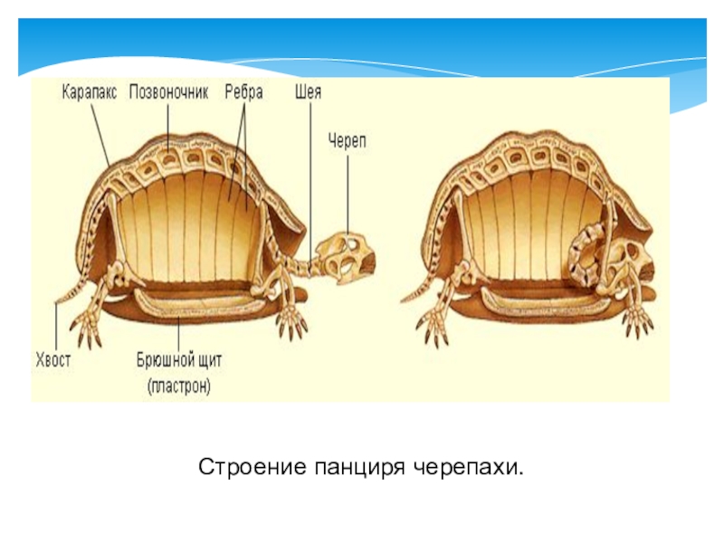 Из чего состоит черепаха схема для детей