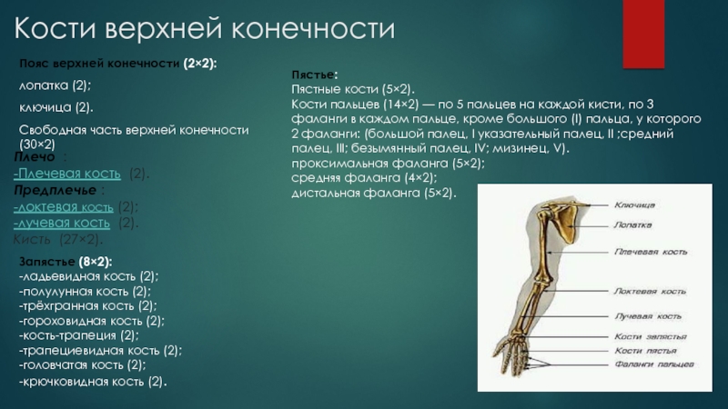 5 кость пояса верхних конечностей. Кости верхней конечности. Кости пояса верхней конечности. Пояс верхних конечностей 2 кости. Функции костей верхней конечности.
