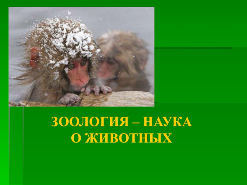 Презентация Зоология - наука о животных