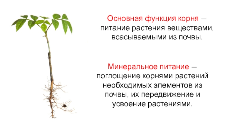 Неотложный корень. Минеральное питание 6 класс. Минеральное и Корневое питание растений. Презентация питание растений. Питание растений корни.