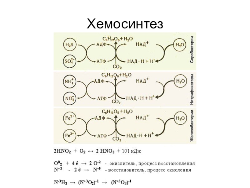 Хемосинтез происходит. Хемосинтез схема. Процесс хемосинтеза. Хемосинтез схема процесса. Хемосинтез это в биологии.