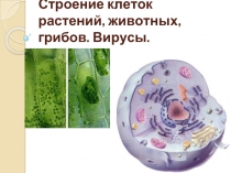 Строение клеток растений, животных, грибов - Вирусы