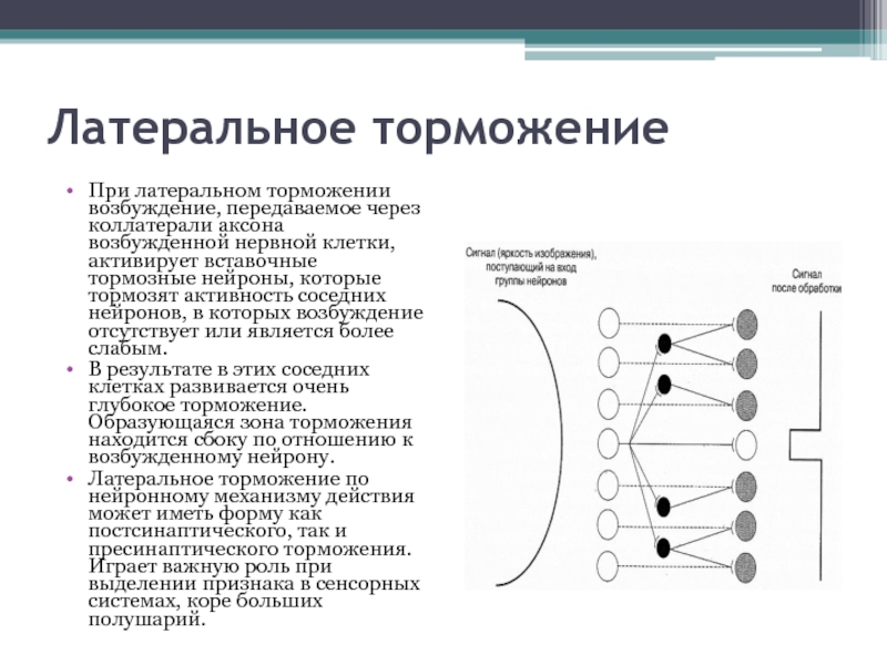 Латеральное торможение схема