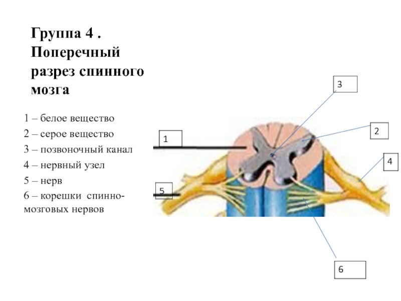 Тело и отростки расположены в спинном мозге. Строение спинного мозга на поперечном разрезе 8 класс. Спинной мозг строение и функции схема. Поперечный разрез спинного мозга рисунок 3.17. Строение спинного мозга продольный разрез.