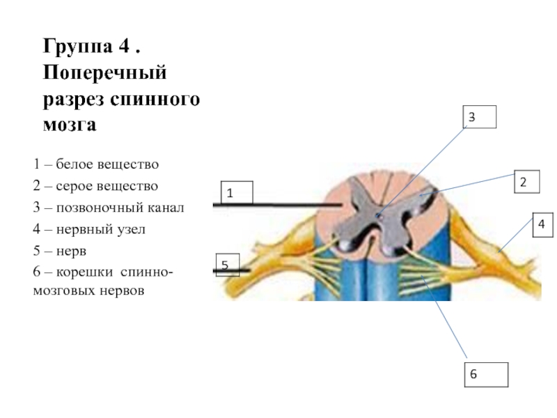 Рисунок спинного мозга с обозначениями