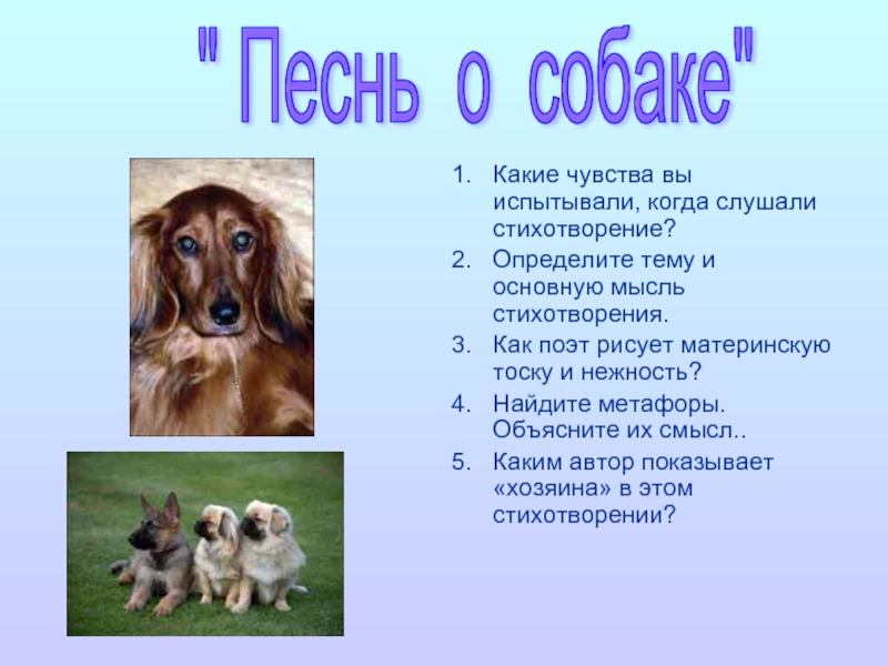 Анализ стихотворения о собаке есенин