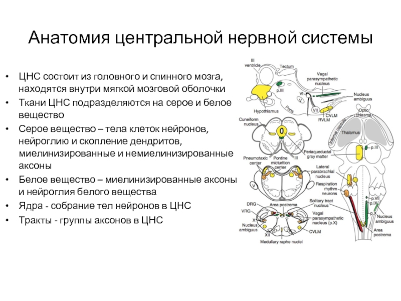 Функции центрального отдела нервной системы. Строение головного мозга анатомия ЦНС. ЦНС состав схема. Центральная нервная система структура отделы и функции. Функции ЦНС физиология схема.