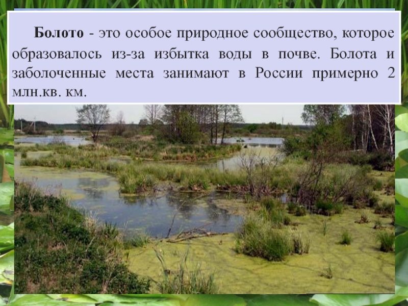 Составьте кроссворд природное сообщество болото