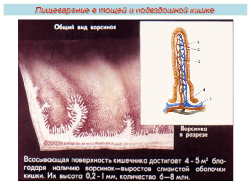 Ворсинка тонкого кишечника рисунок