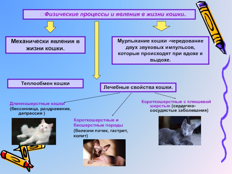 Проект физика и кошка