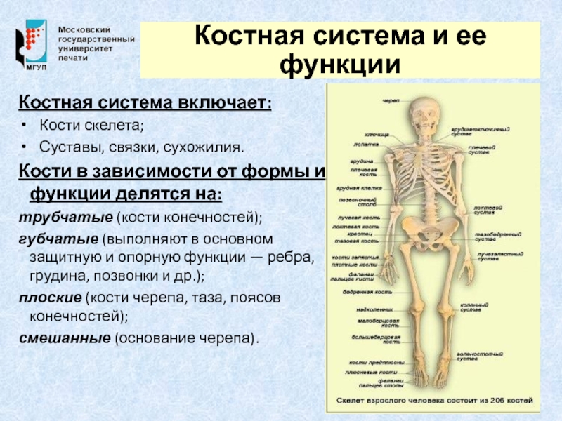 Система костей. Костная система и ее функции. Функции костной системы человека. Костная система человека строение и функции. Скелетная система ее функции.