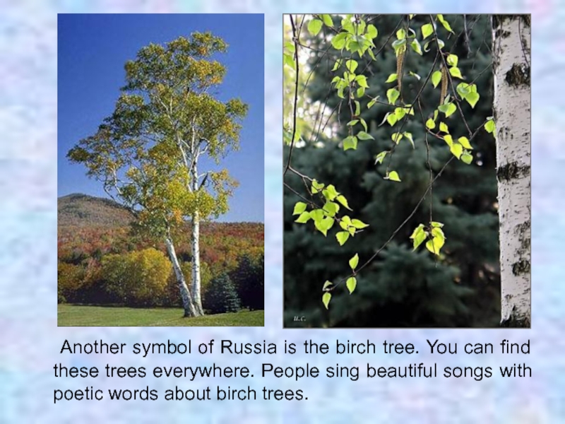 These are trees перевод. Birch Tree перевод на русский.