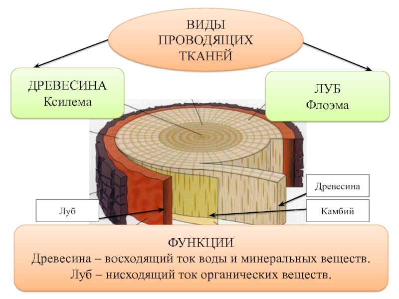 Схема дерева внутри