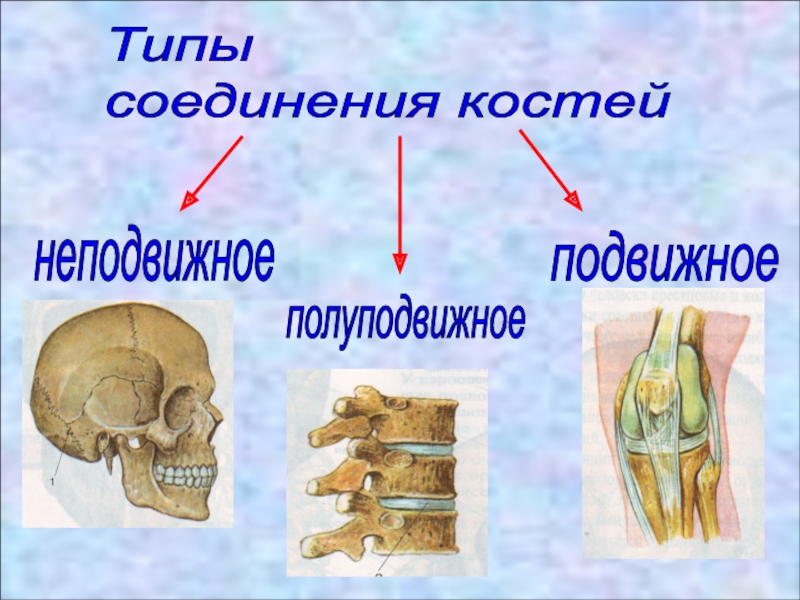 Назвать типы соединения костей. Рис 37 типы соединения костей. Полуподвижное соединение костей строение. Типы соединений костей неподвижное полуподвижное подвижное. Неподвижный Тип соединения костей.
