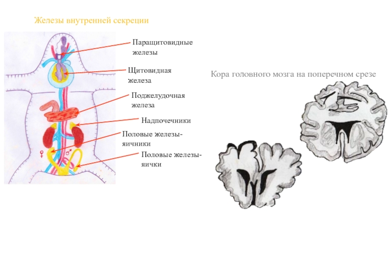 Железа мозга 7. Железы головного мозга горизонтальный срез. ЖВС позвоночных.