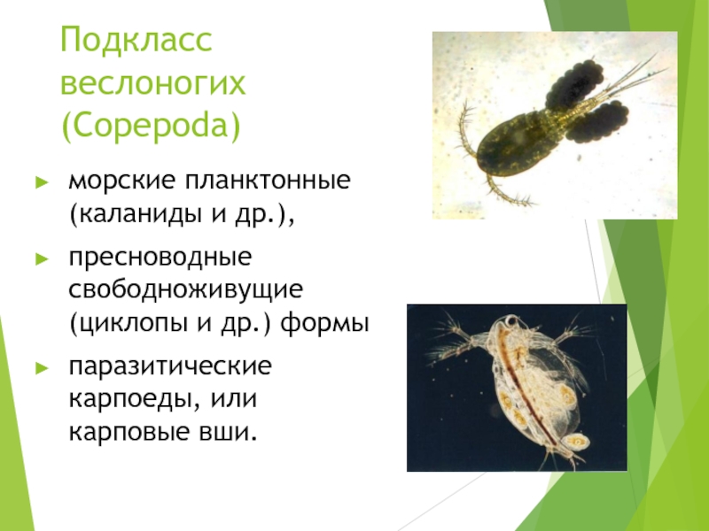 Подкласс веслоногих  (Copepoda)морские планктонные (каланиды и др.), пресноводные свободноживущие (циклопы и др.) формы паразитические карпоеды, или