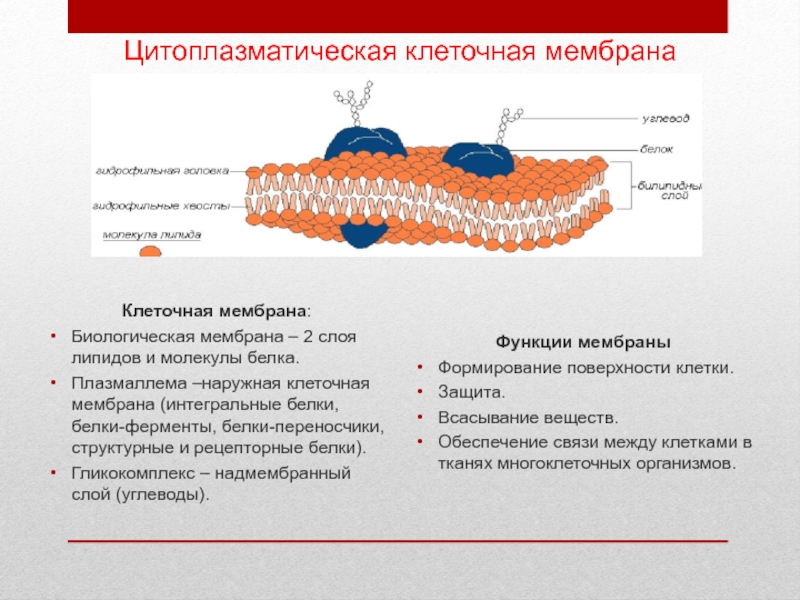 Цитоплазматическая мембрана