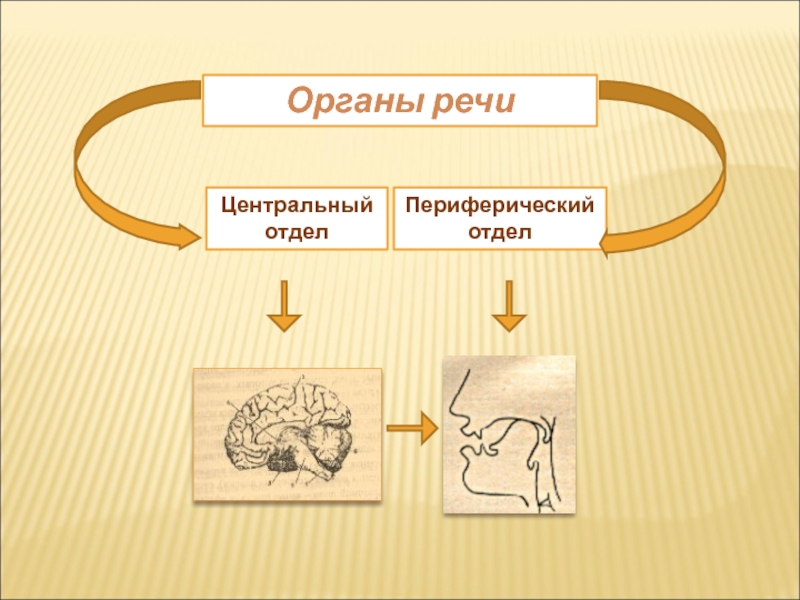 Патологии органов речи схема